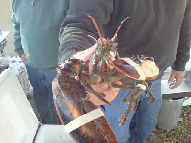 Maine Day Lobster