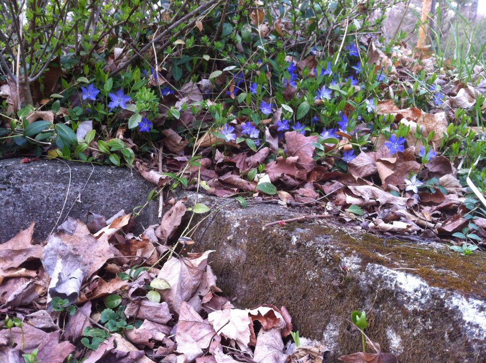 Spring's first flowers at Lyons Lake